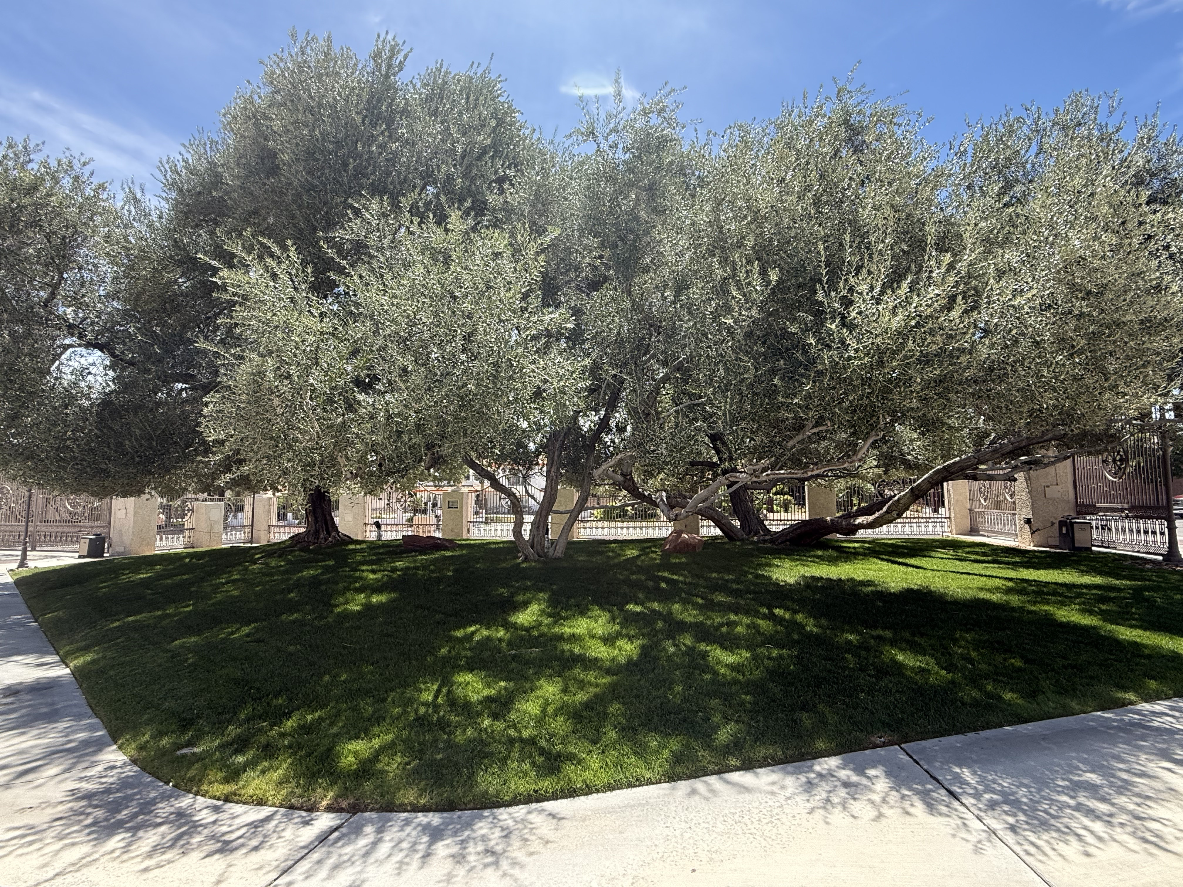 Nevada Roots landscape and tree care work